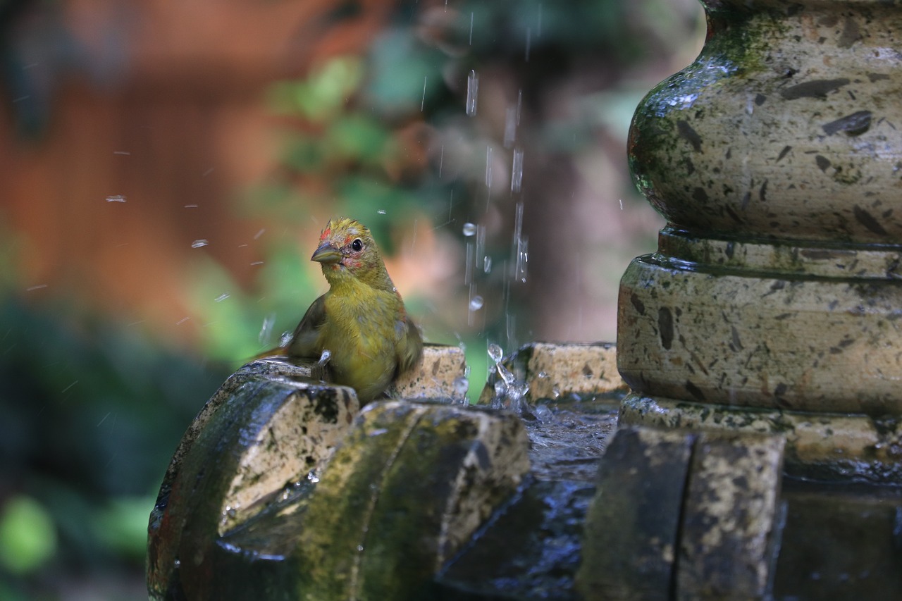 How to Attract Birds to Your Garden